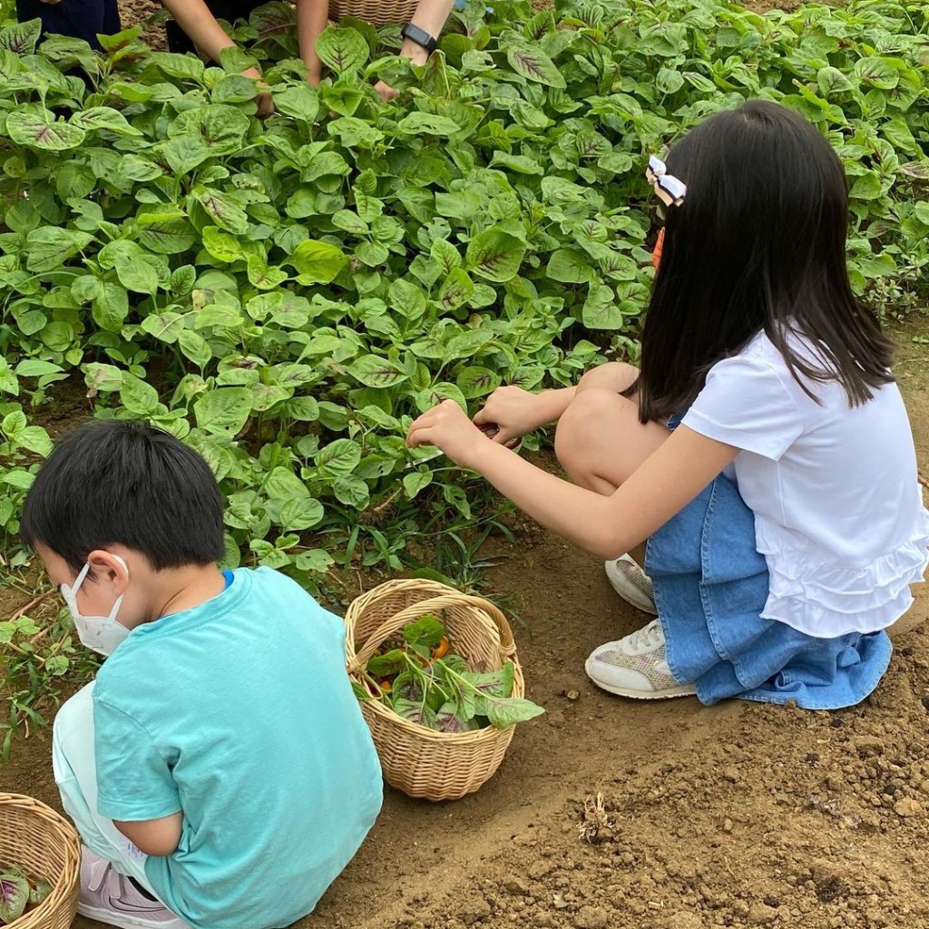 摘菜。