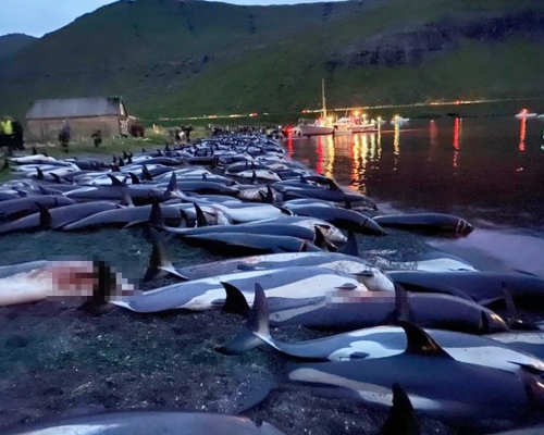 逾1400條海豚在海羅群島被屠殺。Sea Shepherd Faroe Islands Campaign facebook圖片