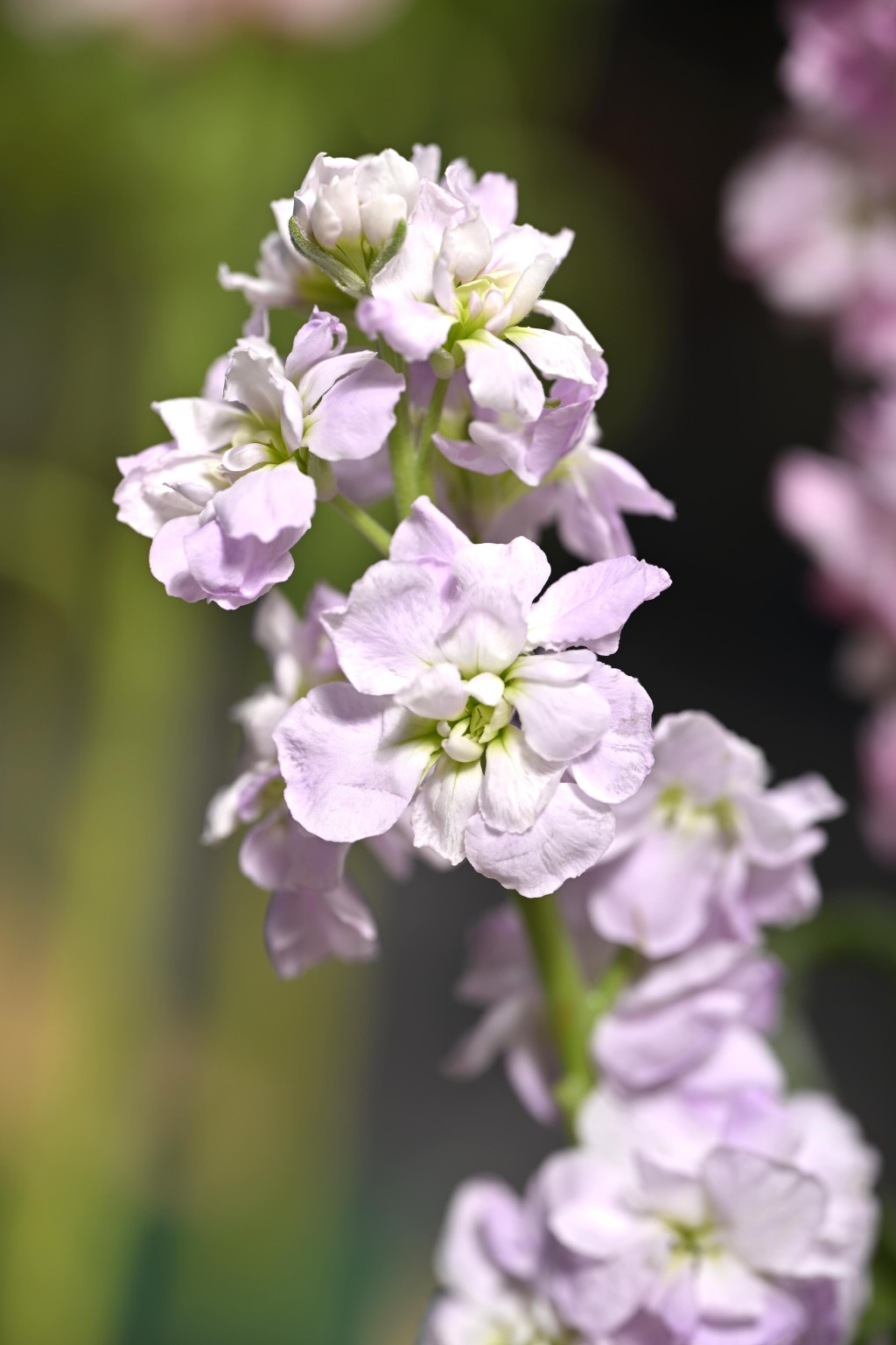 紫羅蘭花色繁多，既有紫、桃紅、白、黃等經典明艷色系，亦不乏淡紫、鵝黃與粉紅等清新柔和的新品種。政府新聞處圖片