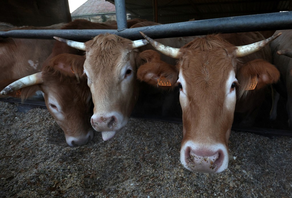 德州有工人接觸乳牛後染上禽流感。路透社