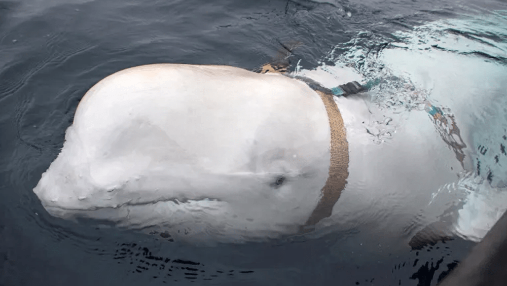 间谍白鲸现踪瑞典外海，疑受过俄罗斯训练。路透社