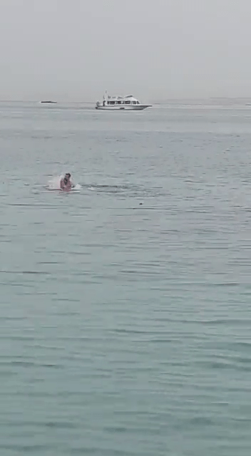 俄汉遭虎鲨袭击，在海中心不断挣扎。网片截图