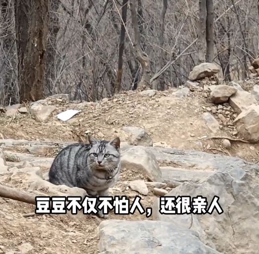 豆豆过去多次被好心游客带落山，试过一天三次自己爬上山回家。抖音