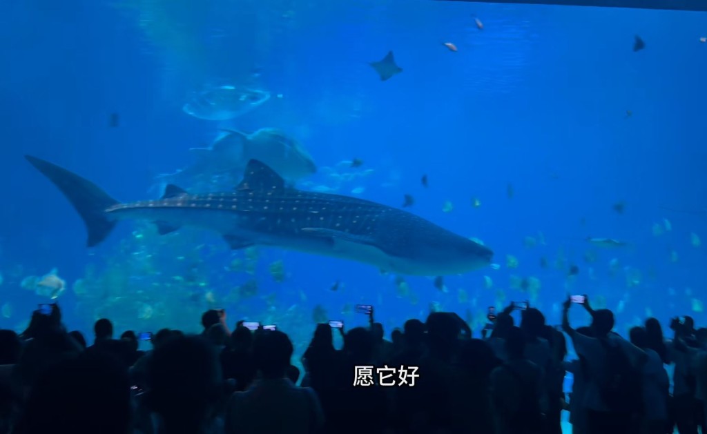 橫琴長隆的鯨鯊已於2月18日因病死亡，但館方一直未有向外公布。小紅書