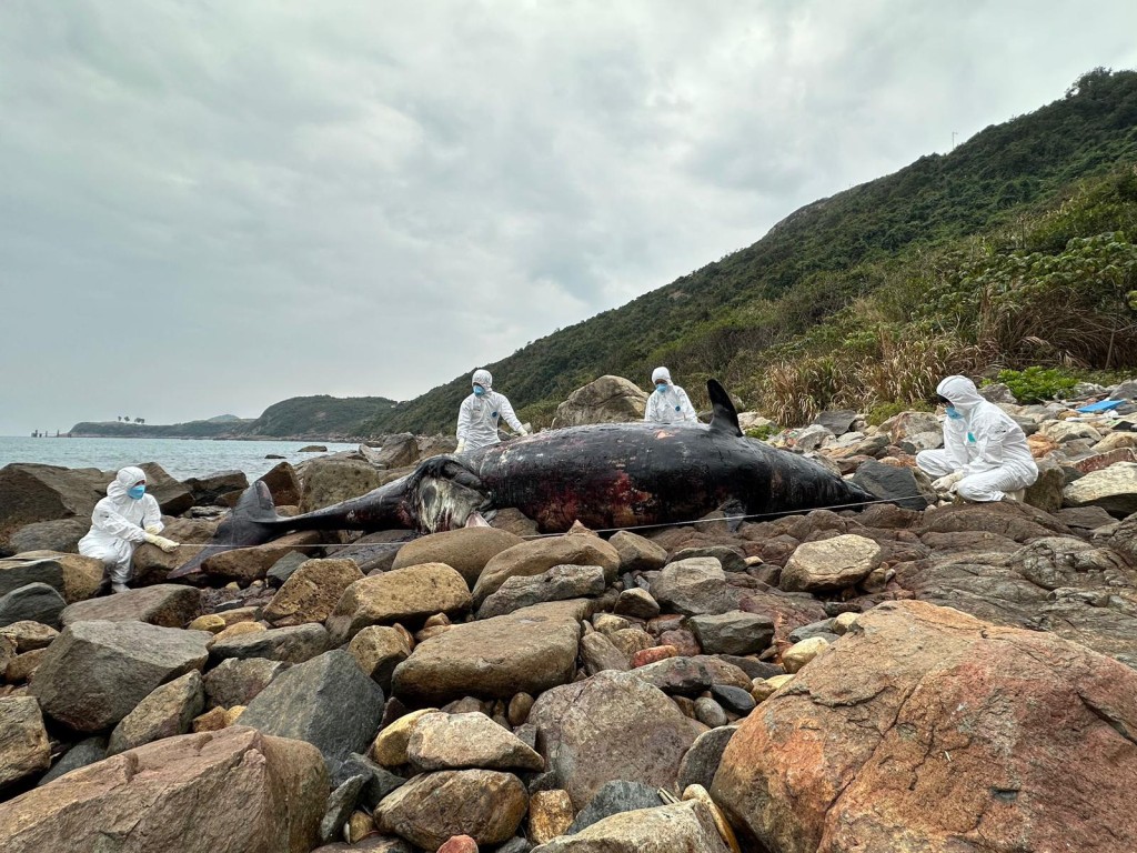 確認擱淺的一頭年幼喙鯨，身長約573厘米，已經死亡。海洋公園保育基金提供