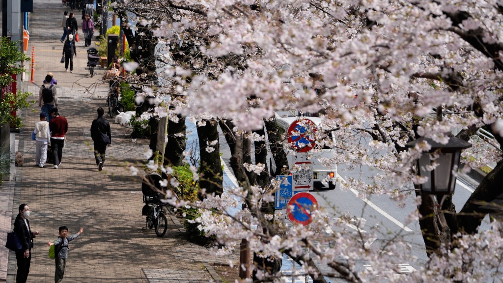 东京市中心樱花盛开。 美联社 东京市中心樱花盛开。 美联社