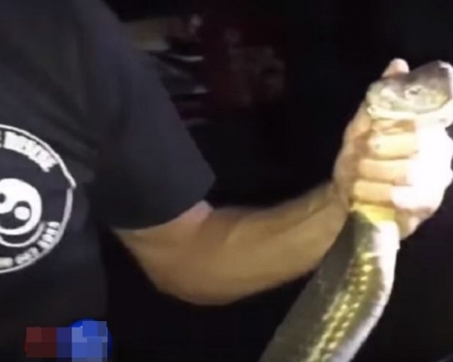 眼鏡王蛇是世界上體型最長的毒蛇。網圖