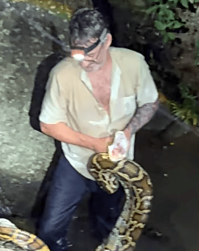 蟒蛇與警員及漁護署獸醫搏鬥過程。fb：新界地區生活連線