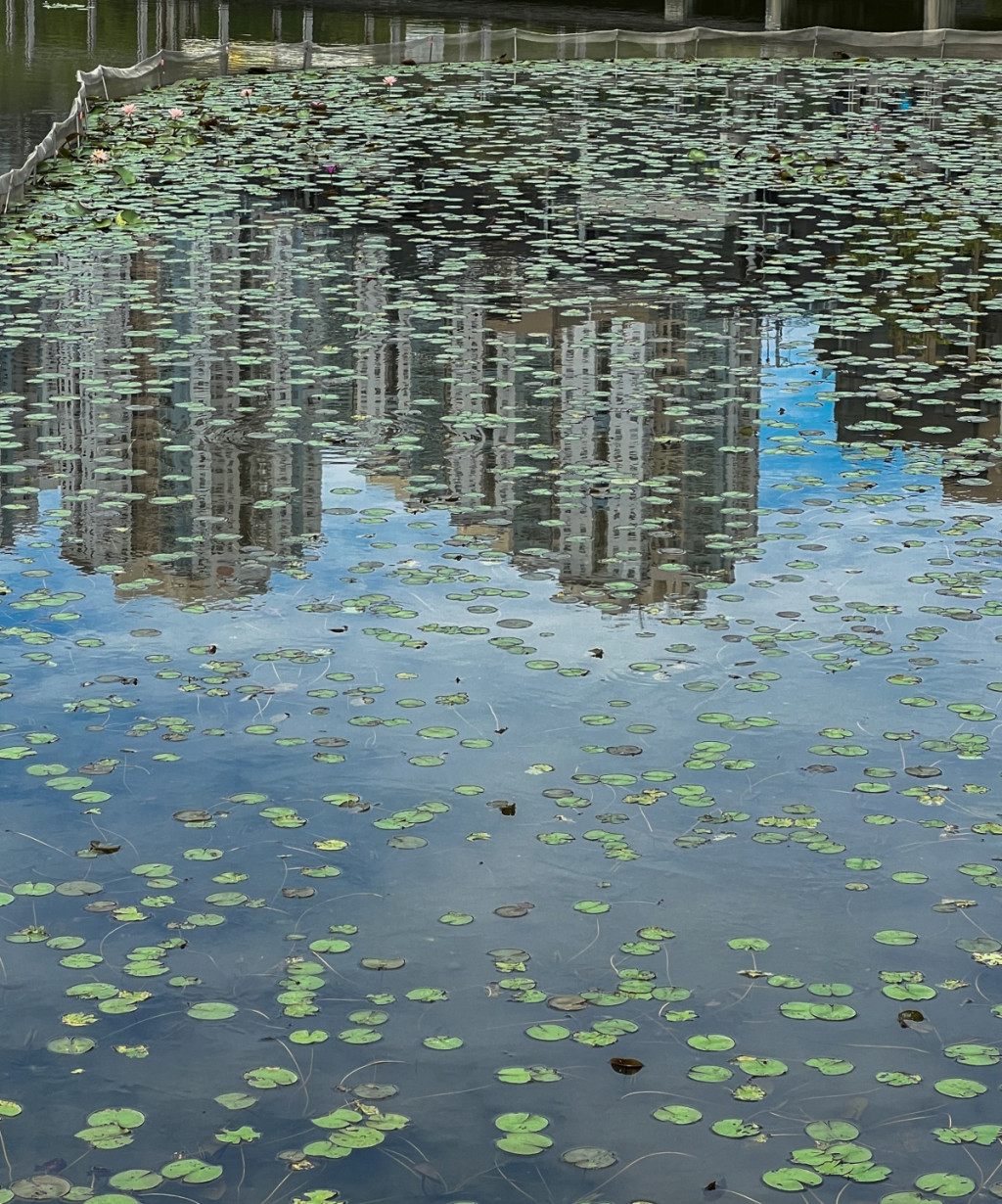 香港湿地公园内发现雀尸地点已加强清洁及消毒。资料图片