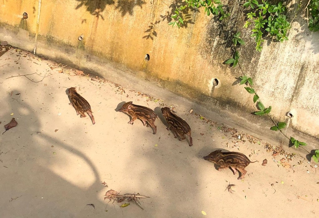 荃锦公路一引水道，早年有4头小野猪被困。资料图片