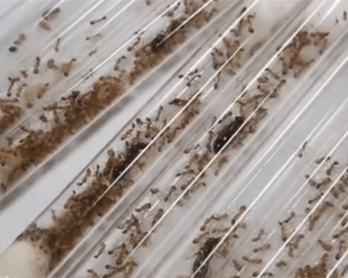 這批螞蟻被分別裝在8個試管中。網圖