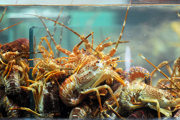 研究指出蝦和龍蝦在多種檢驗的海鮮當中PAFS含量最高。  iStock配圖