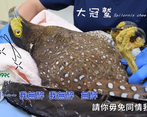 大冠鷲醉得雙眼發直,令人哭笑不得。野生動物急救站FB