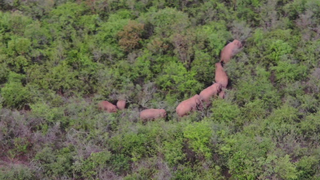 15隻象均在監測範圍內，繼續南移。