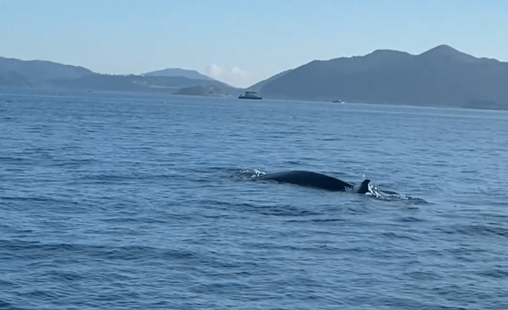 鲸鱼昨天被人拍到踪影。