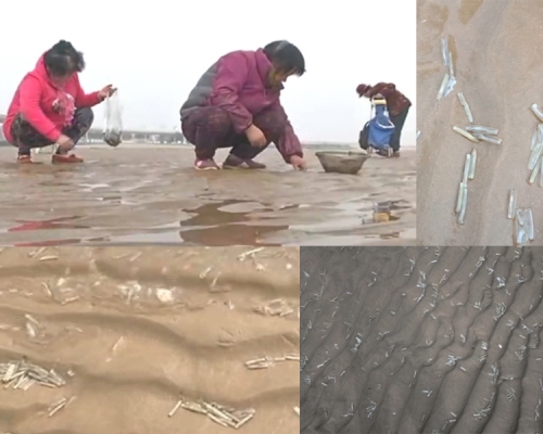 山東青島近日退潮，大批蟶子湧現海灘，當地不少民眾急忙到海灘撿拾野生蟶子。（網圖）