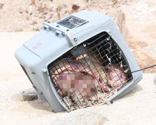 動物膠箱內有疑似狗隻屍體。