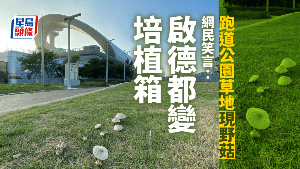 有人在啟德跑道公園的草地上看到少量野菇。「啓德資訊」FB