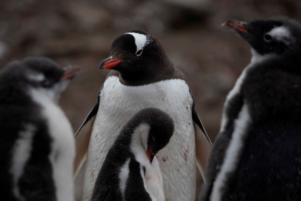 禽流感病毒容易傳播，威脅企鵝生存。路透社