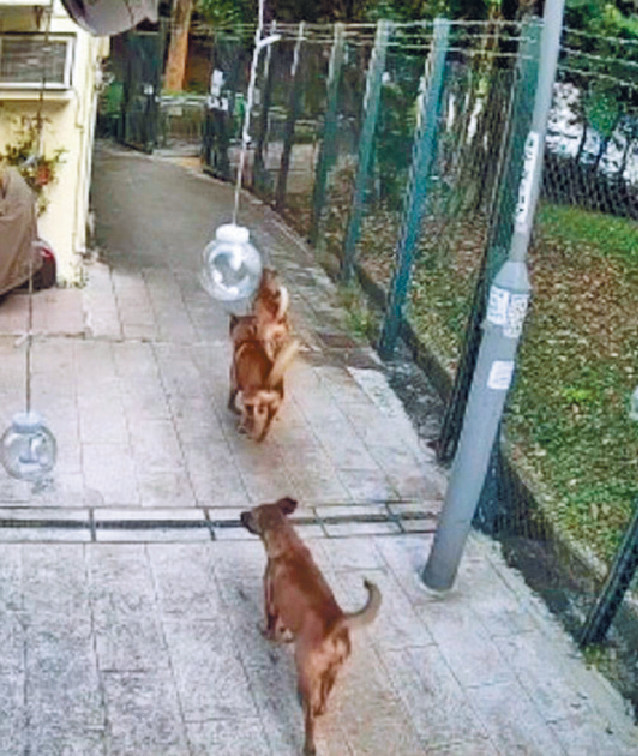 ■青衣西路、長亨邨一帶常有流浪狗出沒。