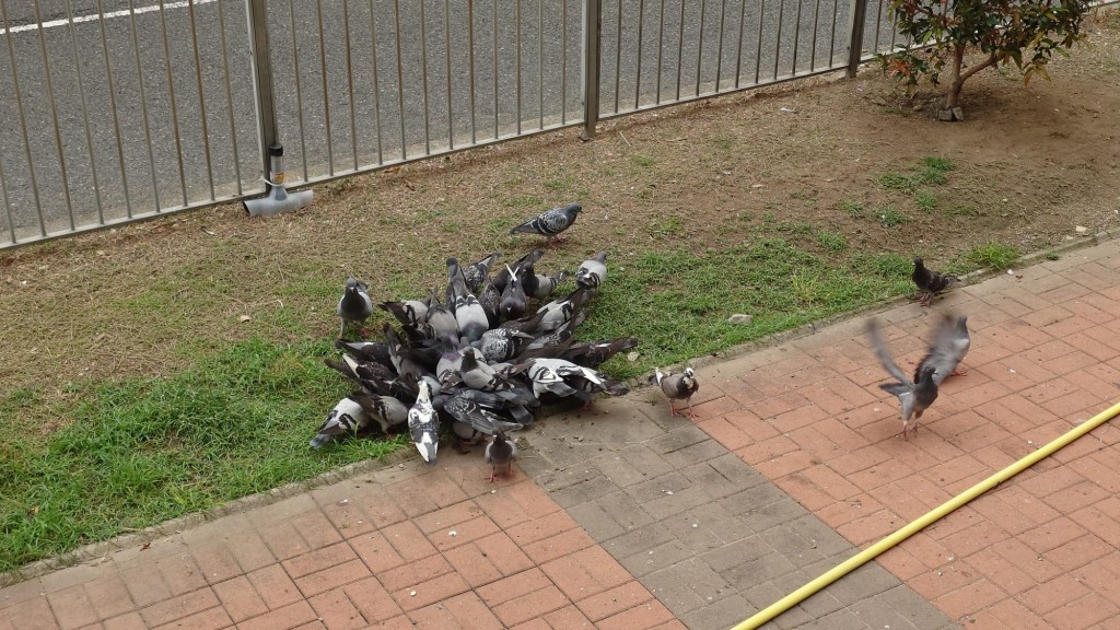 清洗期間，野鴿仍在附近聚集。