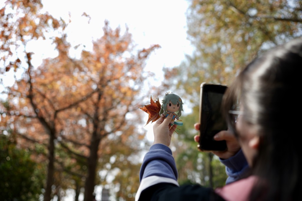 大棠紅葉踏入最佳觀賞時節。劉駿軒攝