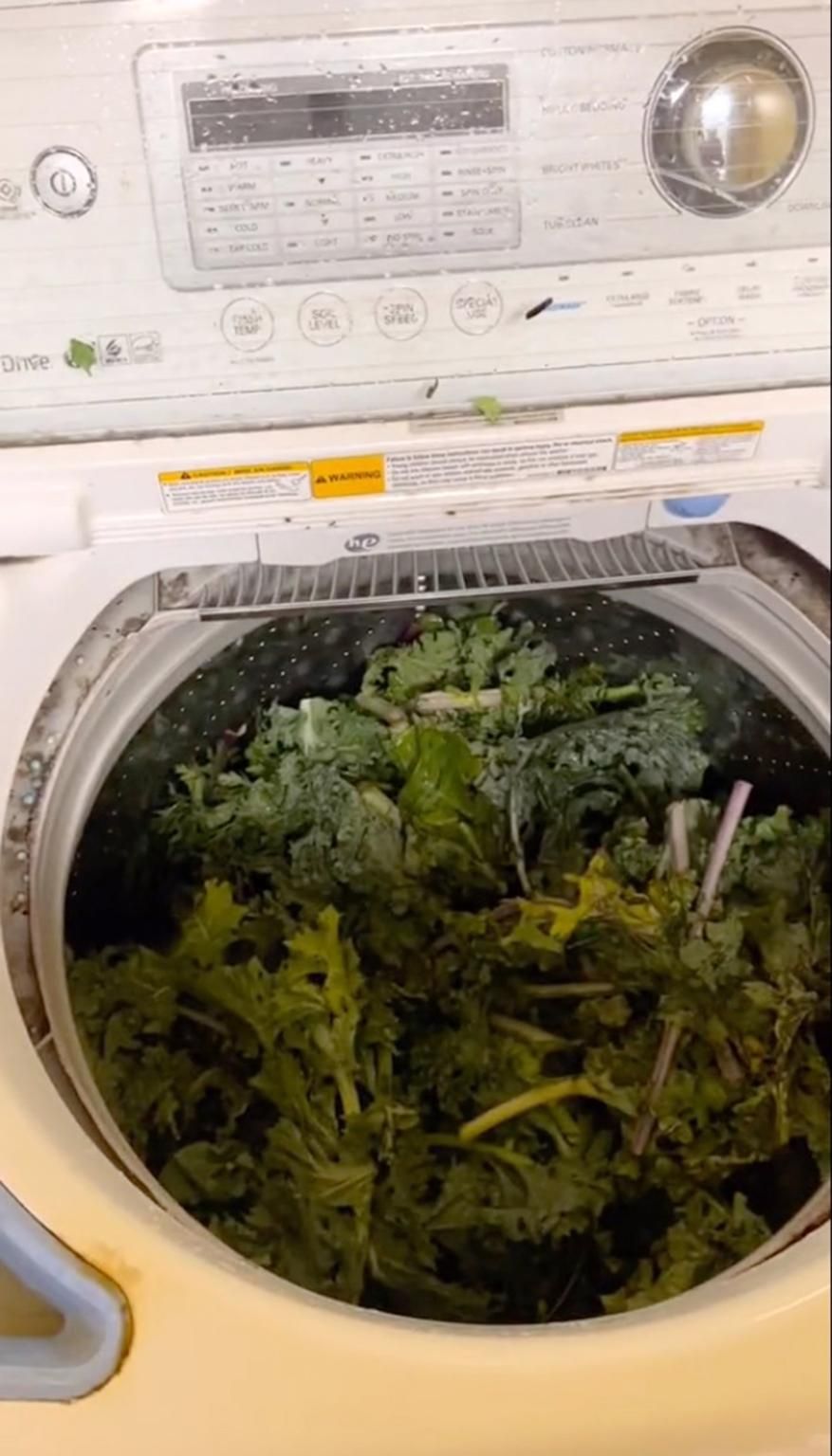 啟動洗衣機之前，洗衣機裝滿了蔬菜。網圖