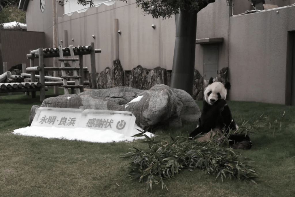 「永明」是高齡「百歲」大熊貓之一。 「永明」是高齡「百歲」大熊貓之一。
