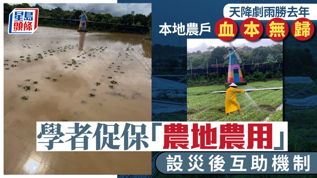 每日雜誌｜天降劇雨勝去年  本地農戶血本無歸  學者促保「農地農用」  設災後互助機制