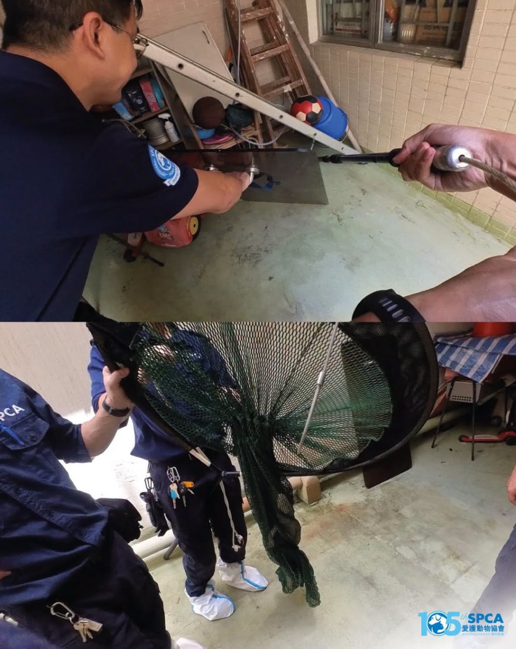 督察成功用套索同長網,將牠安全捕捉。愛協提供圖片 督察成功用套索同長網,將牠安全捕捉。愛協提供圖片