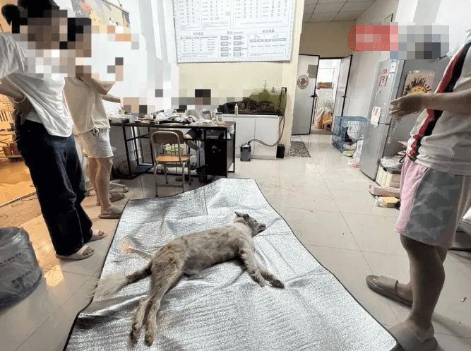 網友稱,自己的邊牧犬在寵物店烘乾被烤死。極目新聞 網友稱,自己的邊牧犬在寵物店烘乾被烤死。極目新聞
