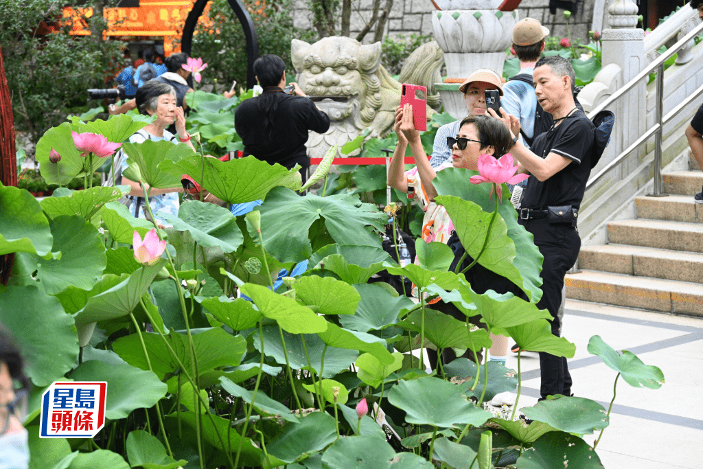 不少市民一早來到寶蓮禪寺觀賞荷花盛放。