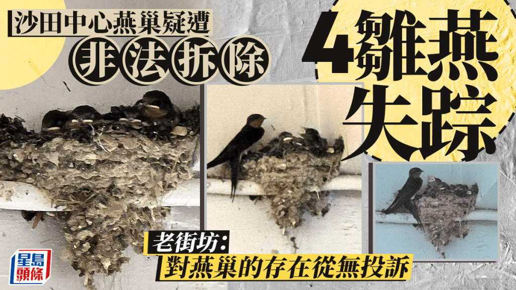 沙田中心天橋燕巢 疑遭非法拆除 燕子一家六口家園被毀 漁護署指正跟進調查