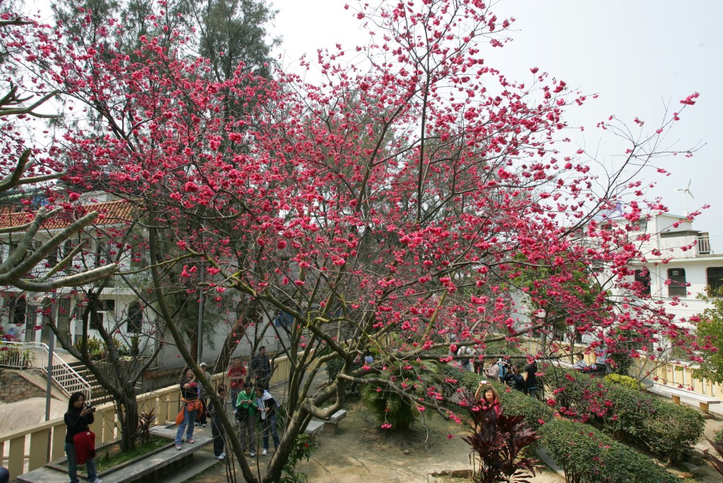 位於長洲關公亭的櫻花樹。