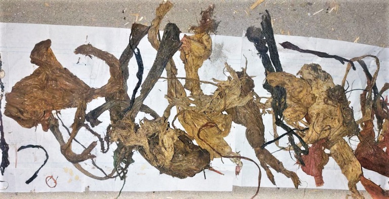母牛體內藏71公斤垃圾。 網圖