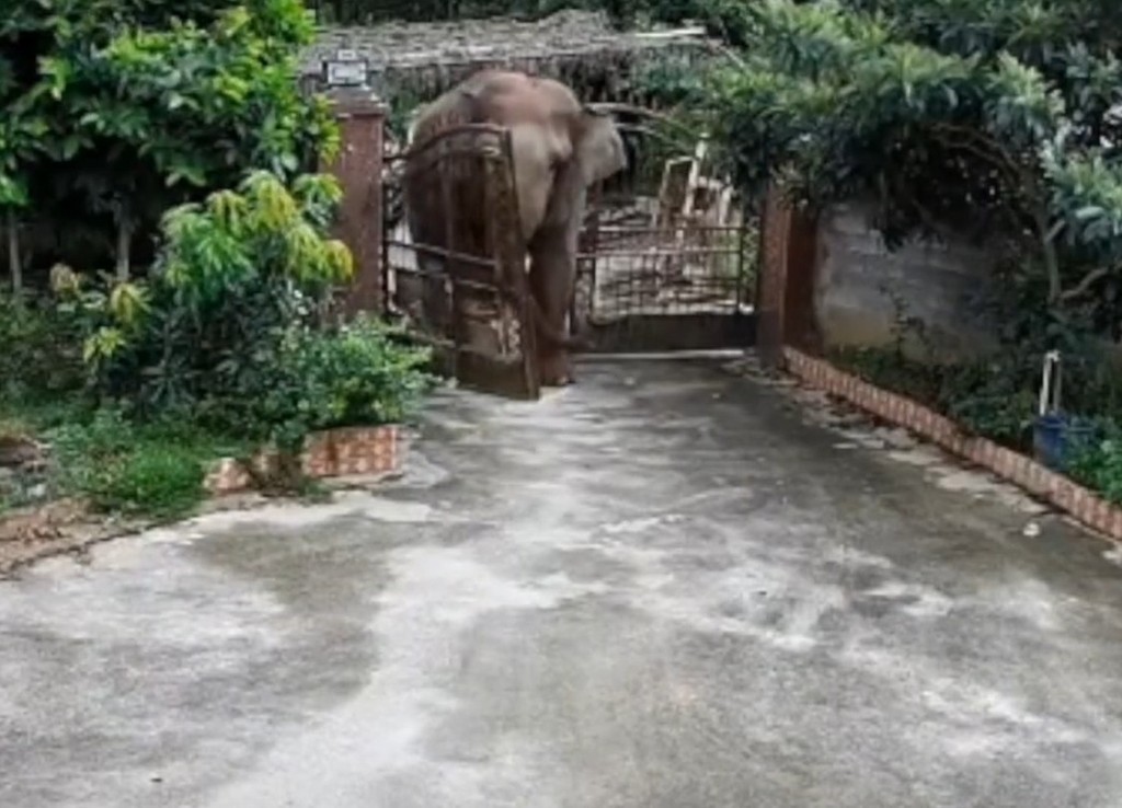 一頭大象走近民居撞閘。