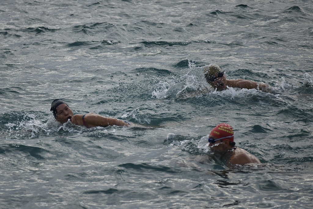 泳客无惧寒冷在海中游泳。陈极彰摄
