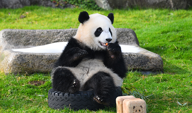 彩濱。冒險世界
