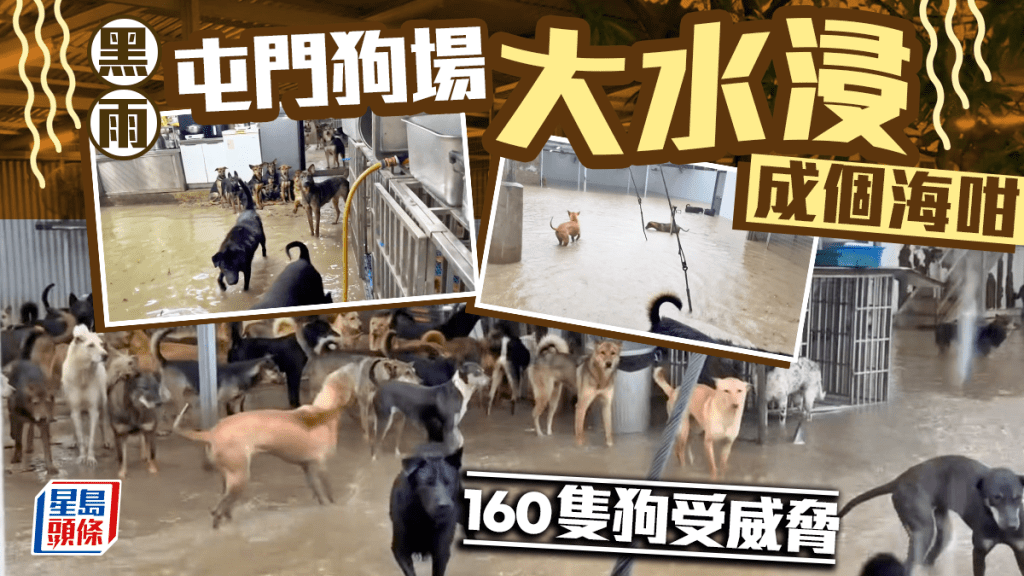 黑雨下屯門狗場大水浸 成個海咁160隻狗受威脅 狗狗眼神勁無奈