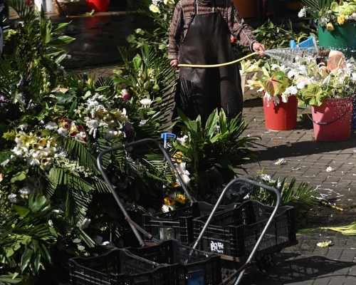 該名工人於深水埗區負責植物護養工作。資料圖片