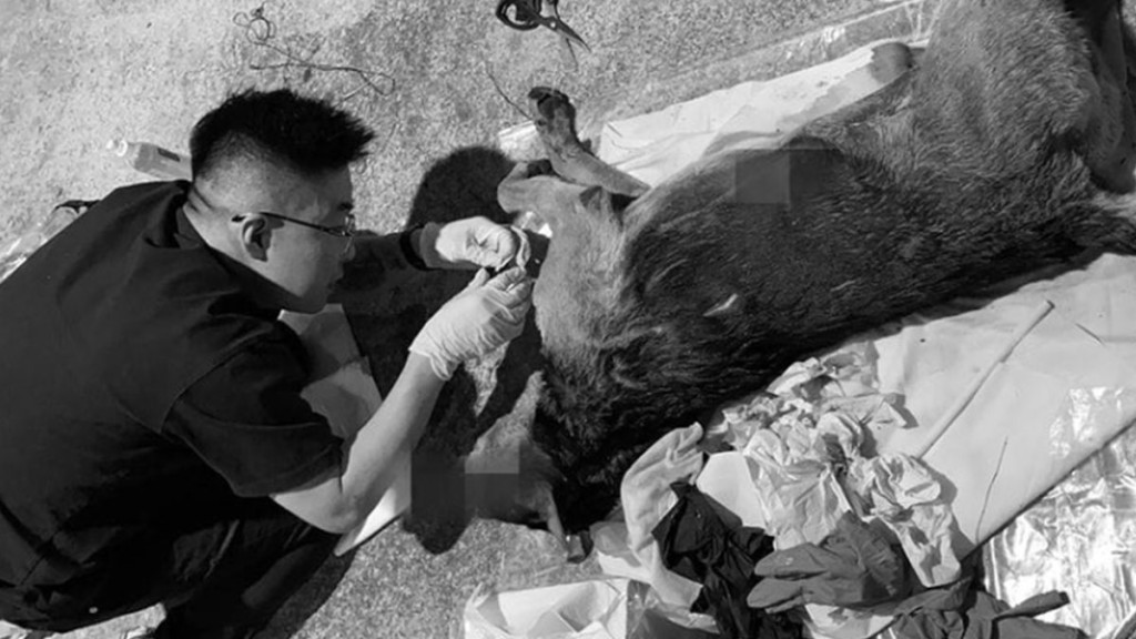 浪浪送行者指，由年三十晚至年初四下午，本港有逾40隻流浪貓狗被煙花巨響嚇至衝出馬路被車撞斃。浪浪送行者Ig圖片