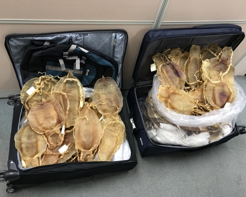 加利福尼亞灣石首魚花膠。政府新聞處圖片