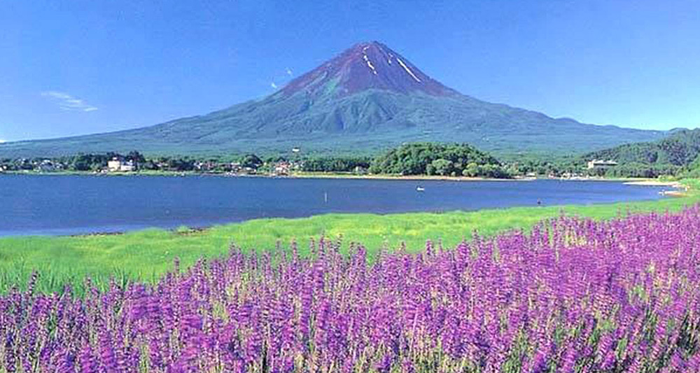 大石薰衣草祭是旅行團安排的景點之一。(網上圖片)