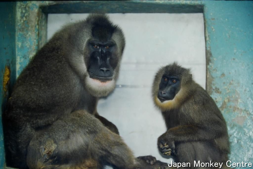 天王寺動物園中的猴子食用高級蔬果作為飼料。（X@j_monkeycentre）