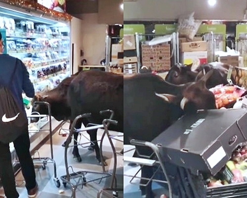 三隻黃牛正在超市水果部覓食。網民Elsa Wong影片截圖。