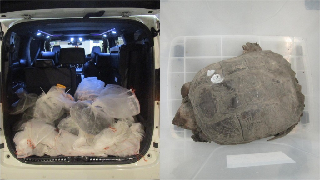 海關截查港珠澳大橋出境私家車 檢獲$42萬走私活龜拘司機