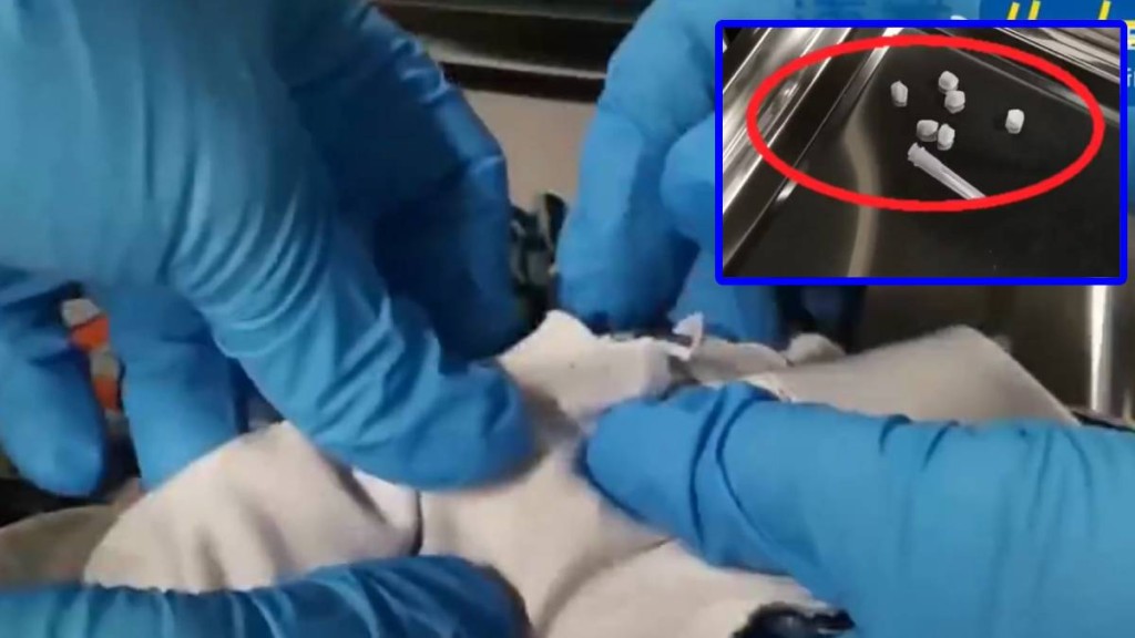 西九龍站海關人員在男子內褲搜出海洛英。