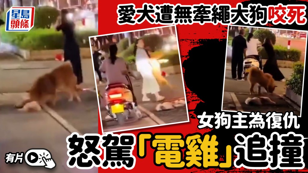 狗咬狗︱寵物犬遭無牽繩大狗咬死  主人怒駕「電雞」追撞復仇︱有片