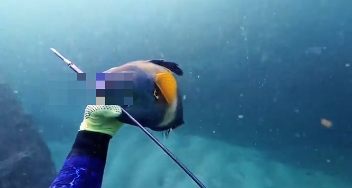 涉事男潛水員過往曾多次潛水捕獵。抖音