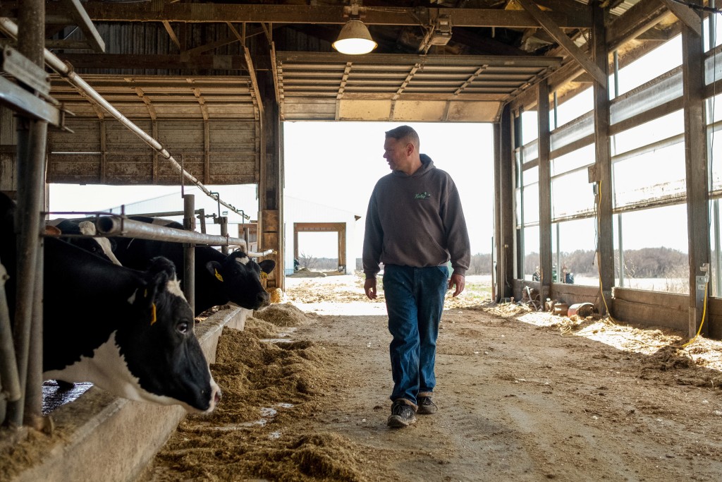 美国先后有2名农场工人从牛只身上感染禽流感。路透社
